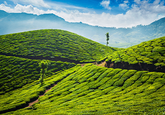 kodai-munnar